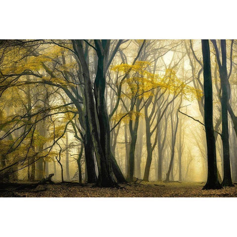 In Love with Golden Fall Black Modern Wood Framed Art Print with Double Matting by Van de Goor, Lars