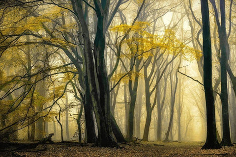 In Love with Golden Fall White Modern Wood Framed Art Print with Double Matting by Van de Goor, Lars