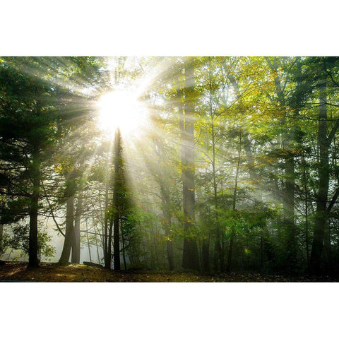 Light and Trees II Gold Ornate Wood Framed Art Print with Double Matting by Foulke, Doug