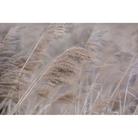Pampas Field I Black Modern Wood Framed Art Print by Weisz, Irene