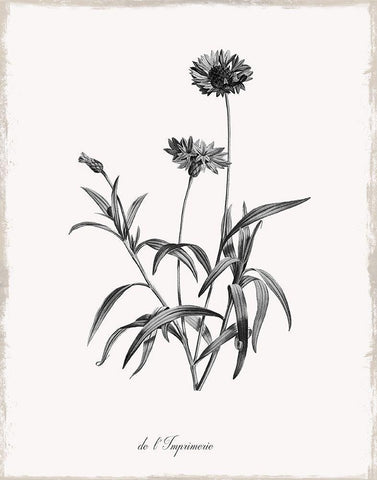 Simply Imperial White Modern Wood Framed Art Print with Double Matting by Donovan, Kelly
