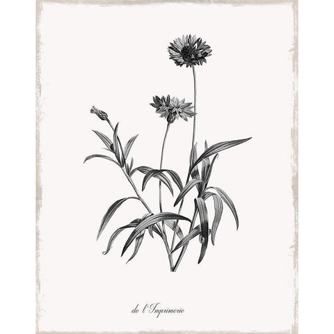 Simply Imperial Black Modern Wood Framed Art Print by Donovan, Kelly