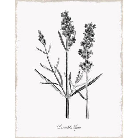 Simply Lavender Black Modern Wood Framed Art Print by Donovan, Kelly
