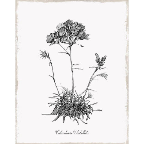 Simply Caladrinia Black Modern Wood Framed Art Print by Donovan, Kelly