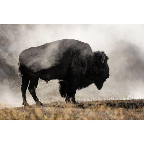 Geyser Basin Black Modern Wood Framed Art Print by Jones, Adam