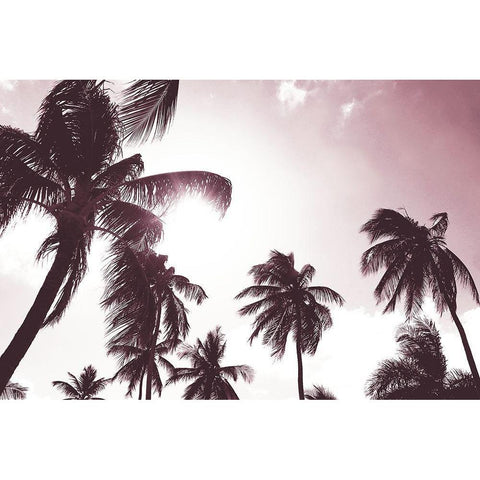 Palm Sunshine White Modern Wood Framed Art Print by Carpentieri, Natalie