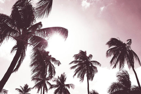 Palm Sunshine White Modern Wood Framed Art Print with Double Matting by Carpentieri, Natalie