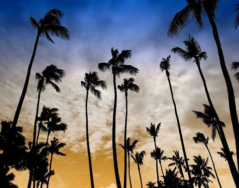 Evenings Edge Black Ornate Wood Framed Art Print with Double Matting by Carpentieri, Natalie