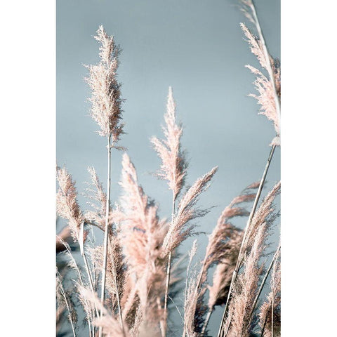 Pretty Pampas I Black Modern Wood Framed Art Print by Bergham, Brent