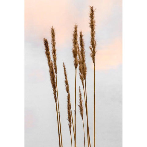 Sunset Pond I Black Modern Wood Framed Art Print by Jones, Adam