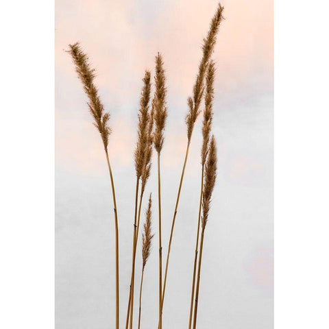Sunset Pond II White Modern Wood Framed Art Print by Jones, Adam