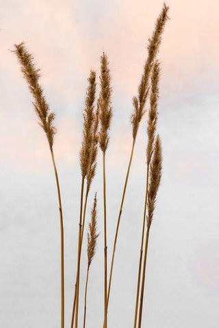 Sunset Pond II White Modern Wood Framed Art Print with Double Matting by Jones, Adam