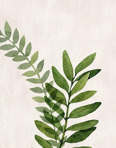 Botanical Wash II White Modern Wood Framed Art Print with Double Matting by Knutsen, Conrad
