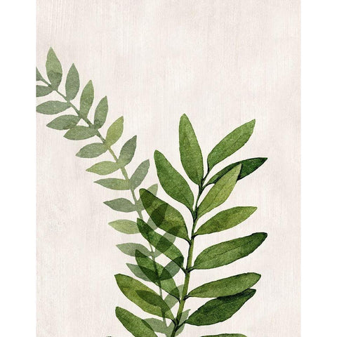 Botanical Wash II Black Modern Wood Framed Art Print by Knutsen, Conrad