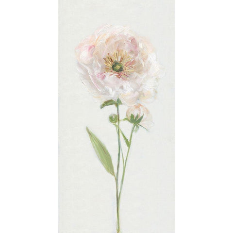 Single Stem Peony II Gold Ornate Wood Framed Art Print with Double Matting by Swatland, Sally