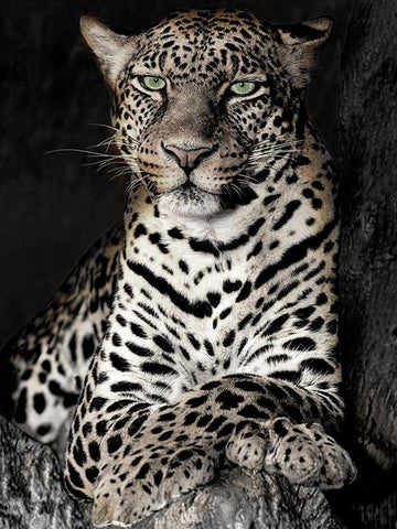 African Leopard Black Ornate Wood Framed Art Print with Double Matting by Jaynes, William D.