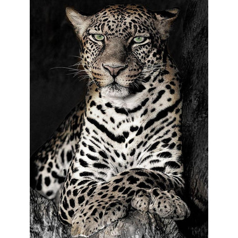 African Leopard Black Modern Wood Framed Art Print by Jaynes, William D.
