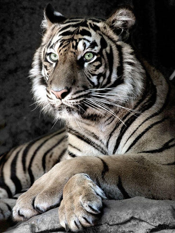 Sumatran Tiger White Modern Wood Framed Art Print with Double Matting by Aubert, Tananarive