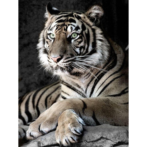 Sumatran Tiger White Modern Wood Framed Art Print by Aubert, Tananarive