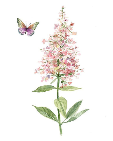 Wildflower Botanical II White Modern Wood Framed Art Print with Double Matting by Robinson, Carol