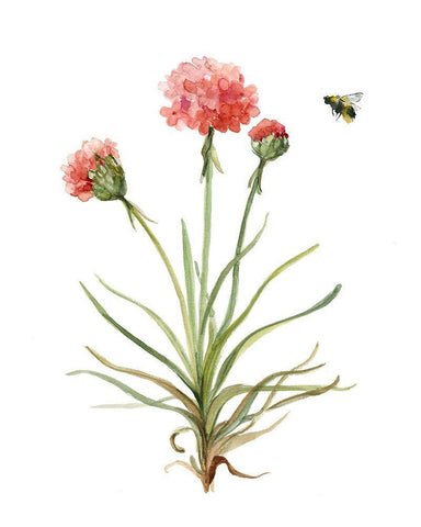 Wildflower Botanical III White Modern Wood Framed Art Print with Double Matting by Robinson, Carol