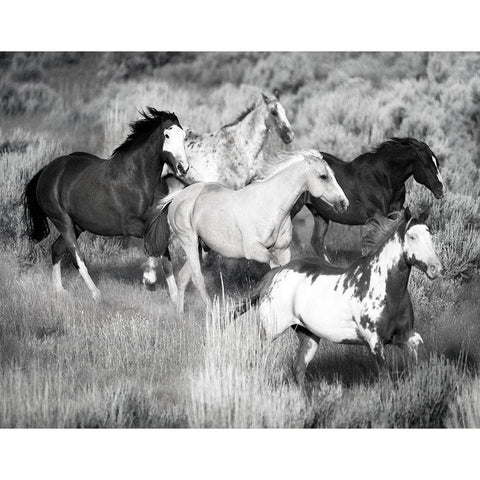 Prairie Run White Modern Wood Framed Art Print by Jaynes, William D.