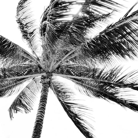 Tropic Breeze Black Modern Wood Framed Art Print with Double Matting by Carpentieri, Natalie