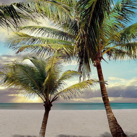 Island Getaway Black Modern Wood Framed Art Print with Double Matting by Carpentieri, Natalie