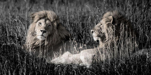 Mara Lions White Modern Wood Framed Art Print with Double Matting by Jones, Alison