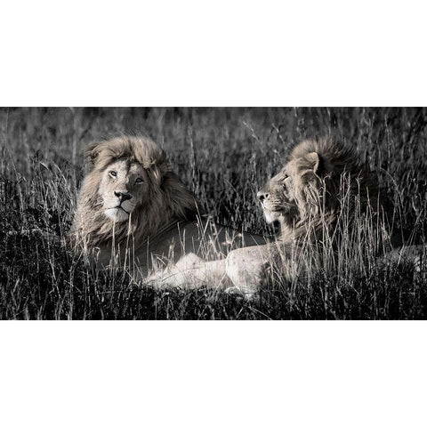 Mara Lions White Modern Wood Framed Art Print by Jones, Alison