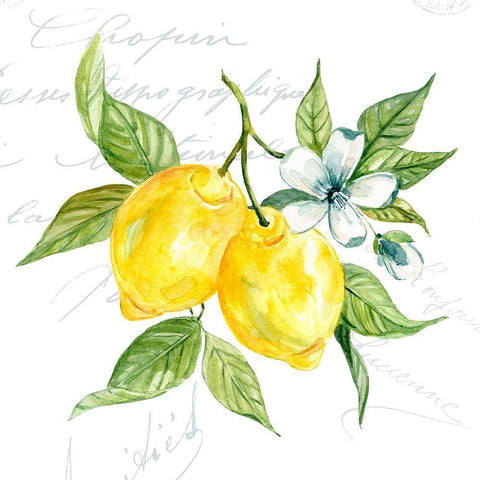 Lemon Squeeze I White Modern Wood Framed Art Print with Double Matting by Robinson, Carol