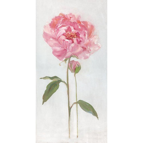 Peony I White Modern Wood Framed Art Print by Swatland, Sally