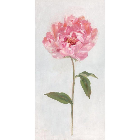 Peony II White Modern Wood Framed Art Print by Swatland, Sally