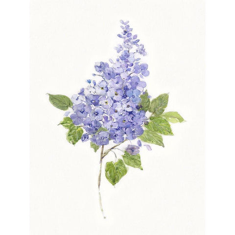 Dainty Botanical Lilac White Modern Wood Framed Art Print by Swatland, Sally