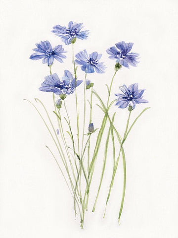 Dainty Botanical Cornflower White Modern Wood Framed Art Print with Double Matting by Swatland, Sally