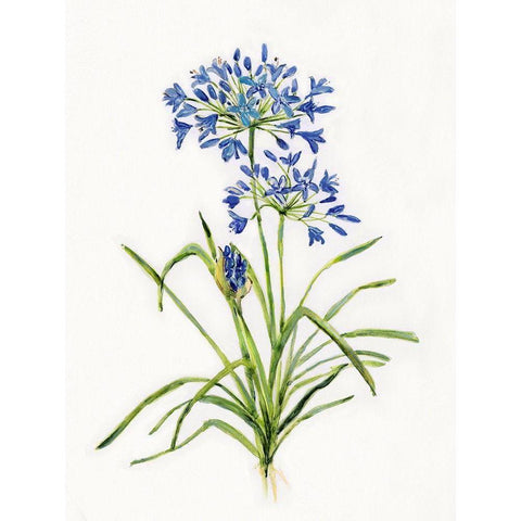 Blue Lively Botanical I Black Modern Wood Framed Art Print with Double Matting by Swatland, Sally
