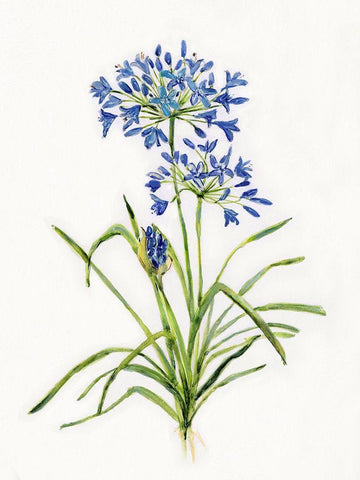 Blue Lively Botanical I Black Ornate Wood Framed Art Print with Double Matting by Swatland, Sally