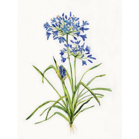 Blue Lively Botanical I Black Modern Wood Framed Art Print by Swatland, Sally