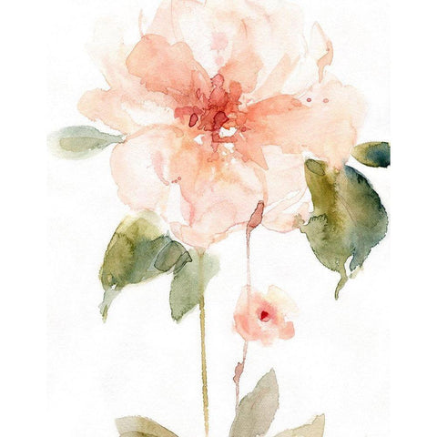 Single Perfect Bloom II Black Modern Wood Framed Art Print by Robinson, Carol