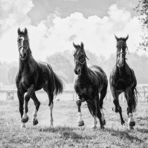 Three of a Kind Black Modern Wood Framed Art Print by Van de Goor, Lars