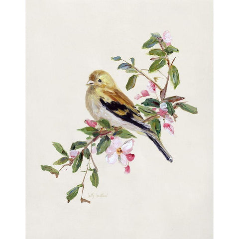 Spring Song Pine Grosbeak Black Modern Wood Framed Art Print with Double Matting by Swatland, Sally