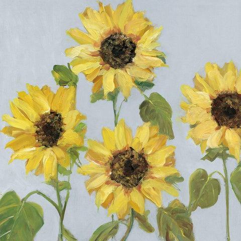 Sunflower Array II Black Modern Wood Framed Art Print with Double Matting by Swatland, Sally