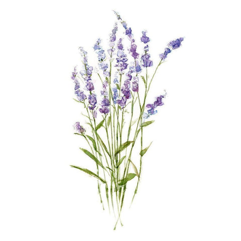 Sweet Lavender I White Modern Wood Framed Art Print by Swatland, Sally