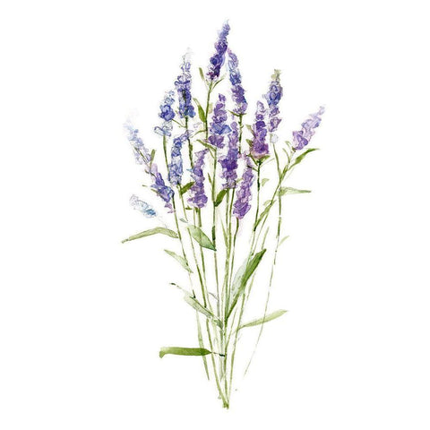 Sweet Lavender II White Modern Wood Framed Art Print by Swatland, Sally