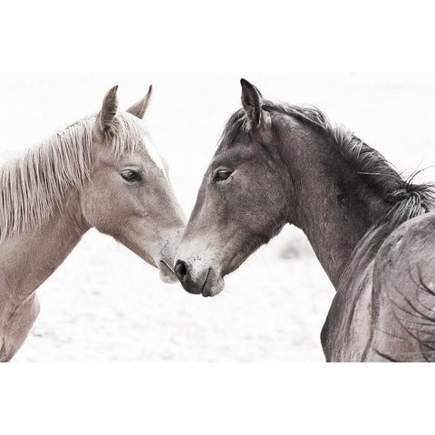 Gentle Herd Black Modern Wood Framed Art Print with Double Matting by Jaynes, William D.