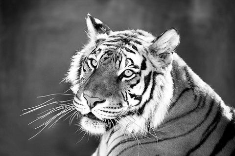 Jungle Cat White Modern Wood Framed Art Print with Double Matting by Jaynes, William D.