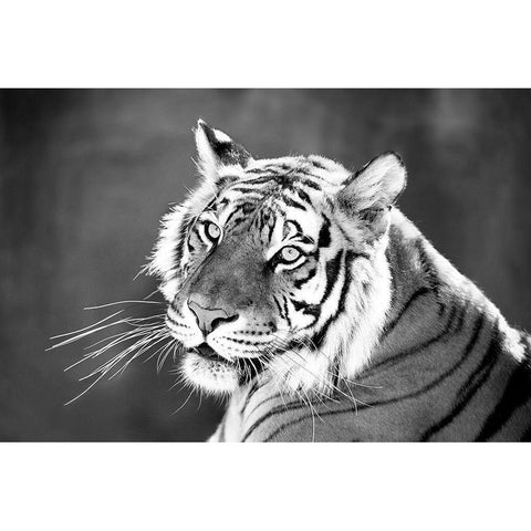 Jungle Cat Black Modern Wood Framed Art Print by Jaynes, William D.