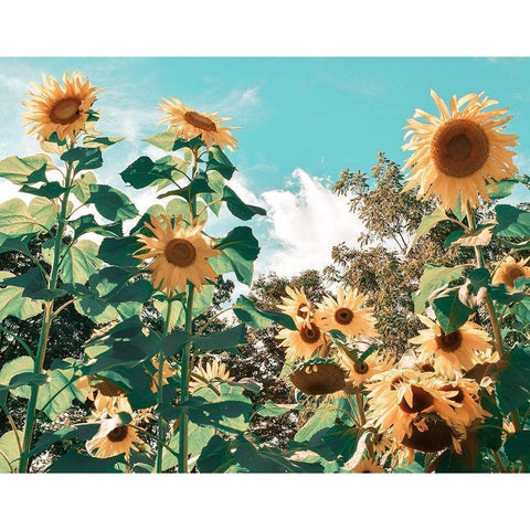 Sunflower Field Gold Ornate Wood Framed Art Print with Double Matting by Carpentieri, Natalie