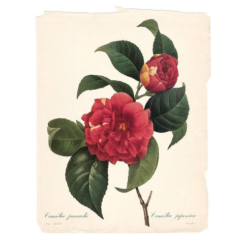 Red Botanical I Black Modern Wood Framed Art Print by Robinson, Carol