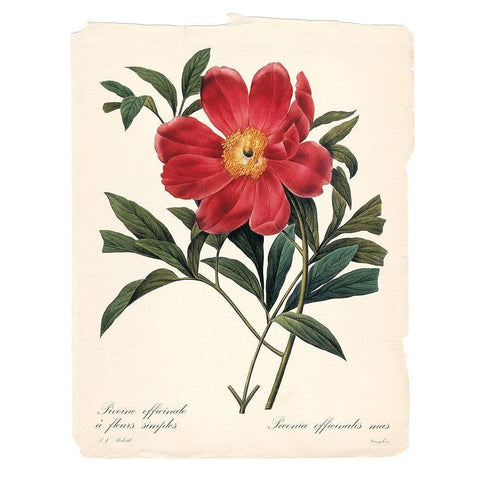 Red Botanical IV White Modern Wood Framed Art Print by Robinson, Carol